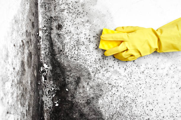 Best Mold Testing  in East Falmouth, MA