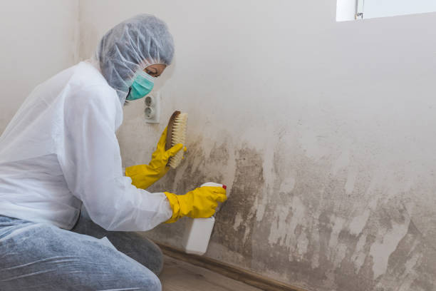 Best Professional Mold Removal  in East Falmouth, MA