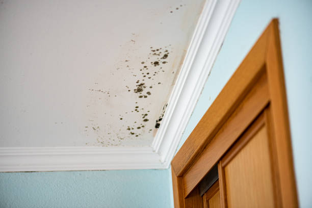 Best Certified Mold Removal  in East Falmouth, MA