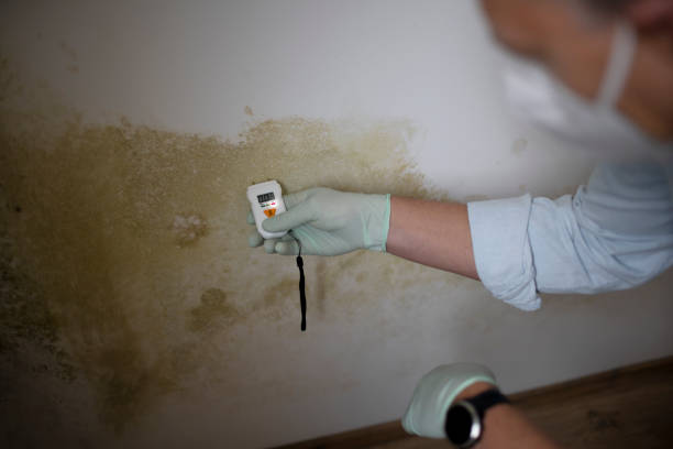 Best Mold Remediation  in East Falmouth, MA