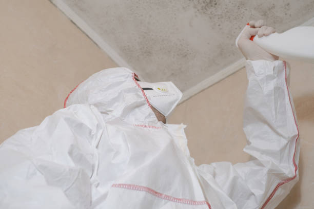 Best Office Mold Removal Services  in East Falmouth, MA