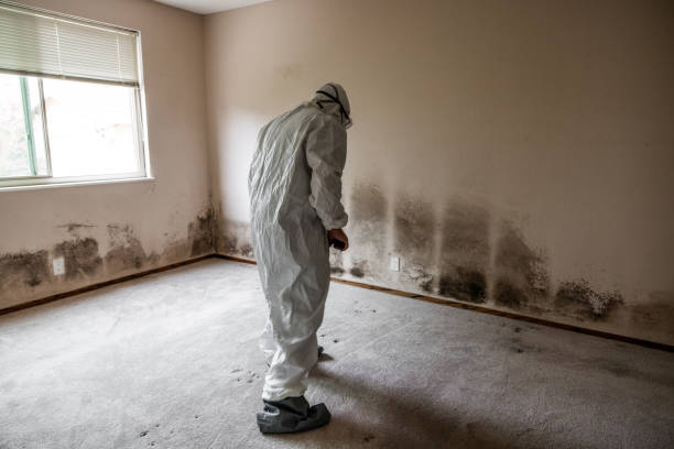 Best Toxic Mold Removal  in East Falmouth, MA