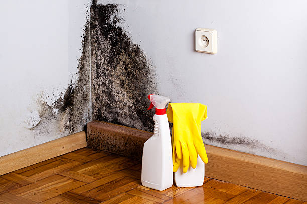 Office Mold Removal Services in East Falmouth, MA