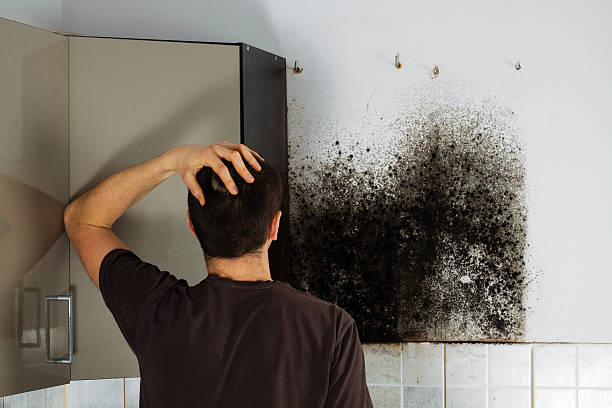 Best Black Mold Removal  in East Falmouth, MA