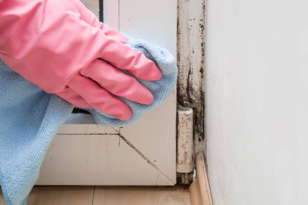 Best Same-Day Mold Removal  in East Falmouth, MA