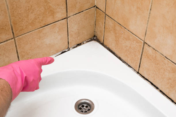 Best Mold Damage Repair  in East Falmouth, MA